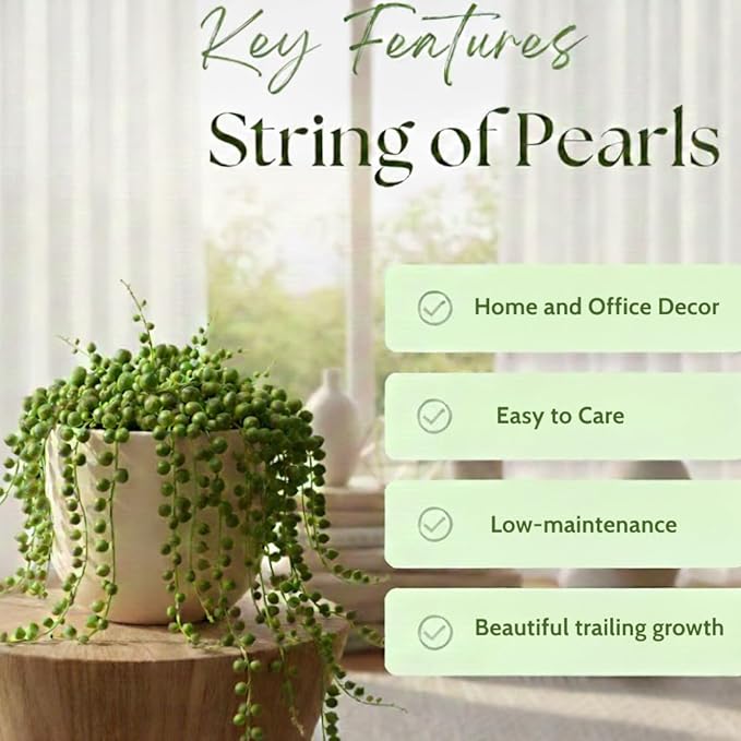 Trailing String of Pearls Live Plant in 2'' Pot, Succulent Plants Live, Trailing Succulent Plants, Easy Care Houseplant for Indoor Garden Décor, Hanging Succulent Live Plant to Grow