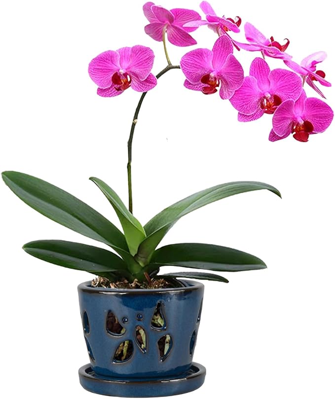 W&W Orchid Pot with Holes and Saucer for Repotting, Blue, 5 Inches