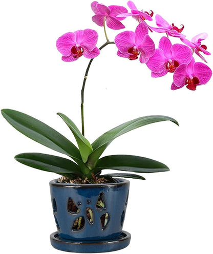 W&W Orchid Pot with Holes and Saucer for Repotting, Blue, 5 Inches