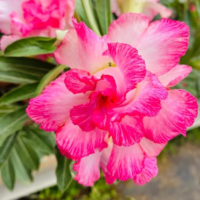 Pink Desert Rose Plant Live, 4-7" Tall, Adenium Obesum Well-Rooted Succulent for Indoor Outdoor Displays