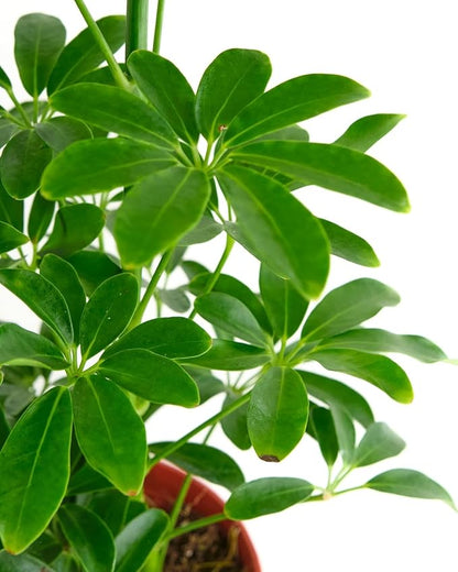 Shop Succulents Heptapleurum Arboricola, Live Indoor Plant, Low Maintenance Dwarf Umbrella Tree, Ideal for Home Decor, Office, and Room Enhancement, 6 Inch Nursery Pot
