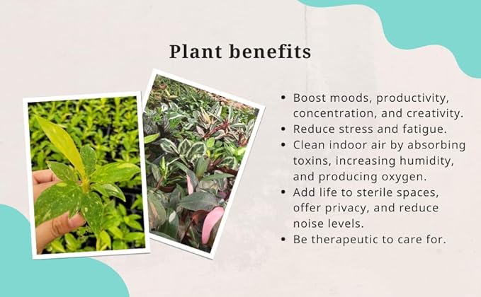 Aglaonema Snow White – Live Plant in 4" Grower’s Pot, Easy to Grow Low Maintenance Indoor Houseplant, White Plants, Includes UniHeat Pack for Winter Protection