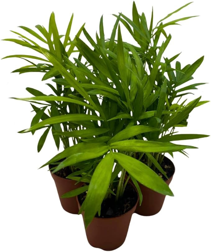 BubbleBlooms Neanthe Bella Palm 2 inch Set of 3 Chamaedorea elegans Bamboo Parlour Palm Tiny Mini Pixie Plants
