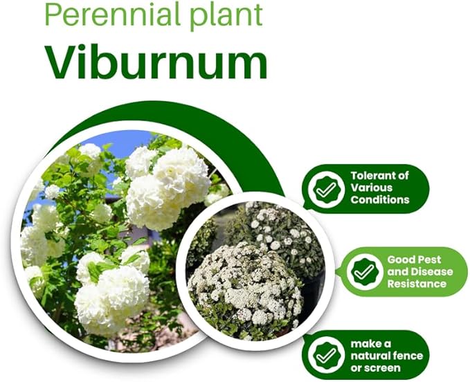 Old Fashion Snowball Viburnum Tree Live Plant Shrub in Pot, Fragrant Flower, Dormant in Winter, 6-12" in Tall, Bare Root to CA, Bush Shrub Spring Blooms