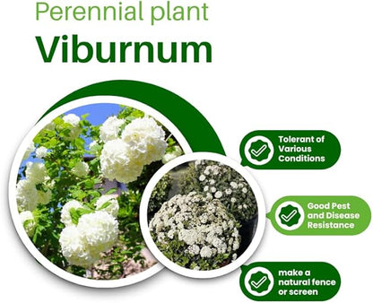 Old Fashion Snowball Viburnum Tree Live Plant Shrub in Pot, Fragrant Flower, Dormant in Winter, 6-12" in Tall, Bare Root to CA, Bush Shrub Spring Blooms