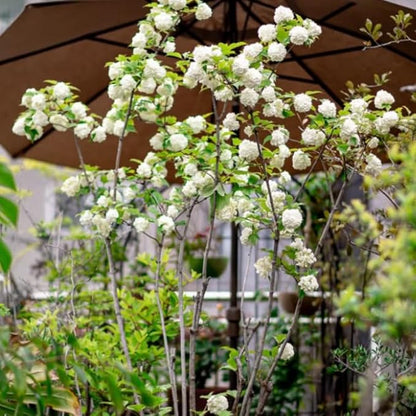 White Viburnum Tree Live Plant Shrub in Pot, Fragrant Flower, Dormant in Winter, 6-12" in Tall, Bare Root to CA, Bush Shrub Spring Blooms