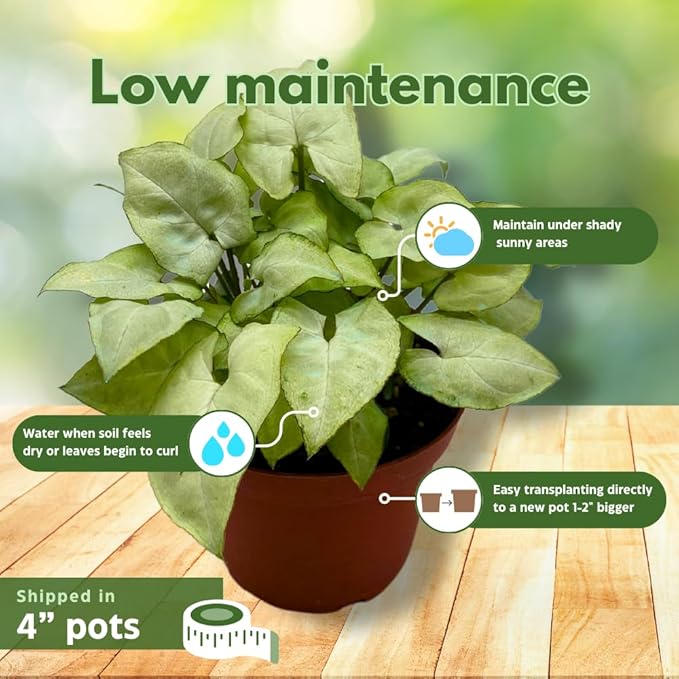 BubbleBlooms Syngonium Assortment 4 inch Pots Set of 3