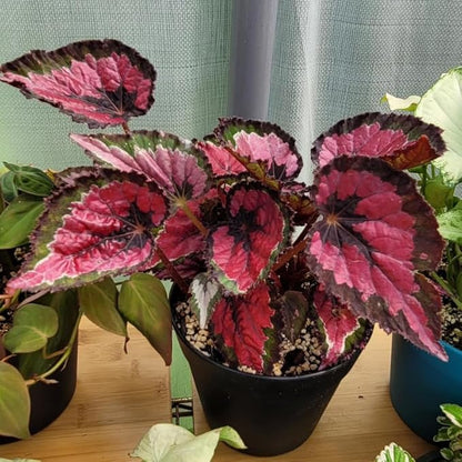 2 Begonia Live Plants Outdoor, Angel Wing Begonia Maculata Plants Live, 5-9" Tall, Ornamental Foliage Houseplant for Home or Office (Deep Red)