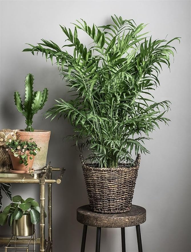 Seeds Parlor Palm Neanthe Bella Palm Chamaedorea Rare Perennial Tree