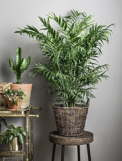 Seeds Parlor Palm Neanthe Bella Palm Chamaedorea Rare Perennial Tree