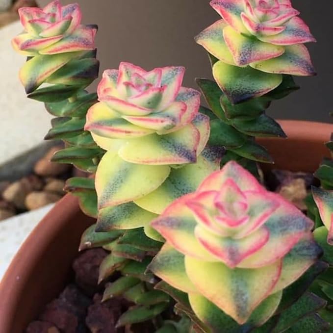 String of Pearls Plant Live 4 Inch Pot, Rare Succulents Plants in Hanging Baskets, Trailing Succulent Houseplant for Home Office (Variegated String of Buttons)