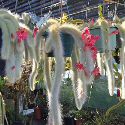 Rare Monkey Tail Cactus Live Plant, Trailing Cactus, Hanging Succulent for Planting, in 2" Pot