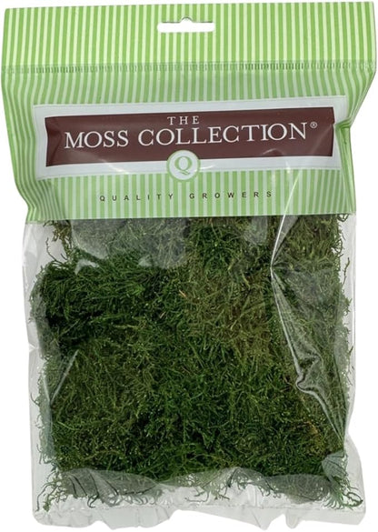 Preserved Sheet Moss - Natural Decorative Moss - Dried Moss for Crafts, Home Decor, Art, Design & DIY Projects - Non-Toxic - Green - Small