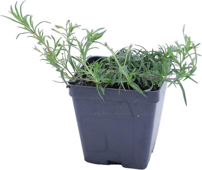 Greenwood Nursery: Live Ground-Cover Plants - Pink Creeping/Moss Phlox + Subulata - [Qty: 5X Pint Pots] - (Click for Other Available Plants/Quantities)