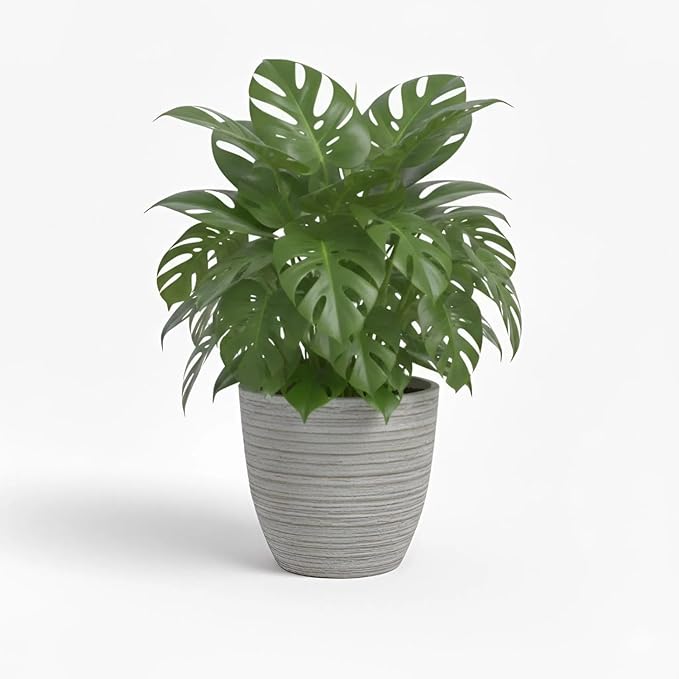 Monstera Deliciosa Plant Live, Swiss Cheese Plant, Split Leaf Indoor Plants Live Houseplants, 4 Inc Pot