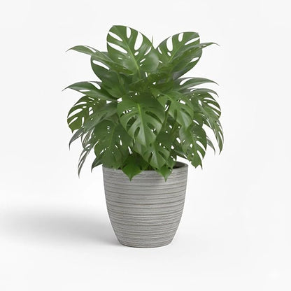 Monstera Deliciosa Plant Live, Swiss Cheese Plant, Split Leaf Indoor Plants Live Houseplants, 4 Inc Pot