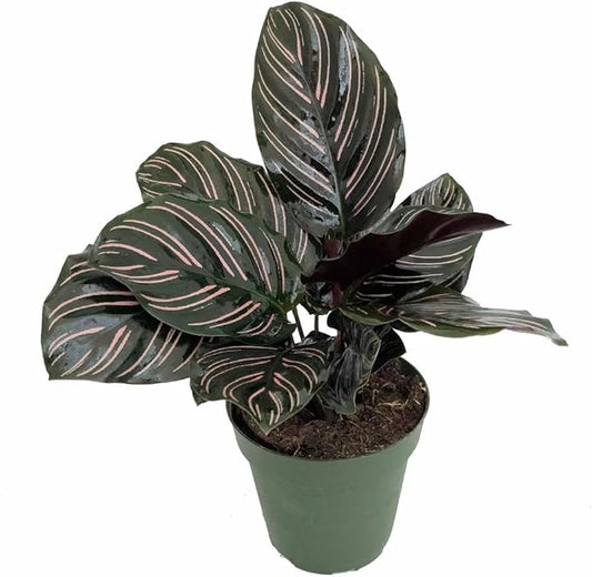Pin Stripe Prayer Plant - Calathea ornata - Easy House Plant - 4" Pot-Live Plant