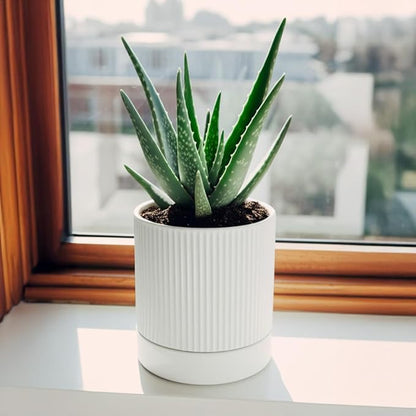 Small Plant Pots, 4 Inch Pots for Indoor Plants, Modern Minimalist Ceramic Plant Pots with Drainage Hole & Saucer, White Set of 2