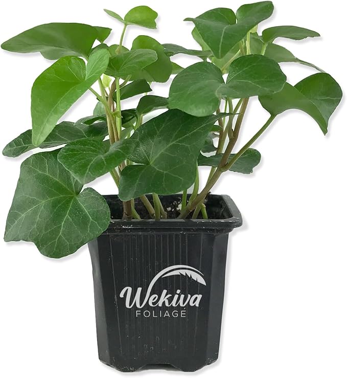 English Ivy Trio Variety - 3 Live Plants in 3 Inch Pots - Hedera Helix - Variegated, Golden, and Green English Ivy Indoor Houseplants