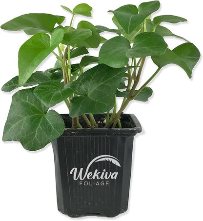 English Ivy Trio Variety - 3 Live Plants in 3 Inch Pots - Hedera Helix - Variegated, Golden, and Green English Ivy Indoor Houseplants