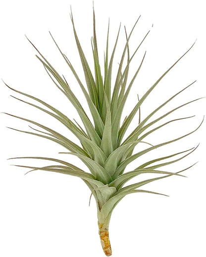 ragnaroc Air Plants - Flowering Tillandsia Lilla Lilac, Large 5" - 1ct - Live Arrival Gauranteed - House Plants for Home Decor & Gift