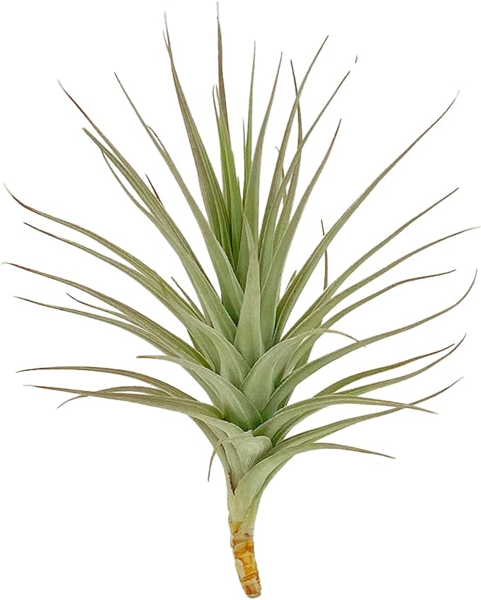 ragnaroc Air Plants - Flowering Tillandsia Lilla Lilac, Large 5" - 3ct - Live Arrival Guaranteed - House Plants for Home Decor & Gift