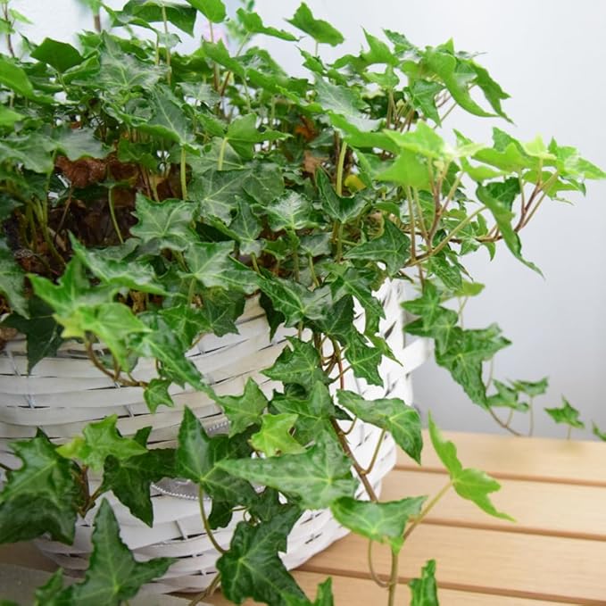 English Ivy Live Plant, 4 Inch Pot, Hardy Green English Ivy Plant for Outdoors Indoors Garden, Potted Vine Plant