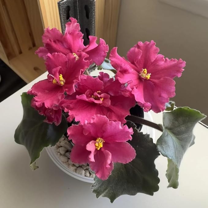African Violets Live Plants, 4 Inches Pot, African Violet Plant, Easy Care Houseplant for Home and Office Decoration, Random Color