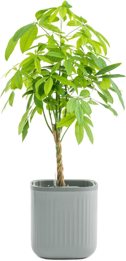 Vego garden Self Watering Pots Home Planters with Water Gauge for Effortless Indoor Plants Fog Gray No Trellis