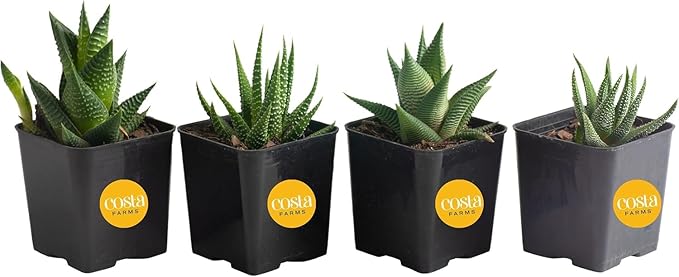 Costa Farms, Succulents, Fully Rooted, Live Indoor Plant, 2.5-Inch Haworthia, in Grower's Pot, 4-Pack