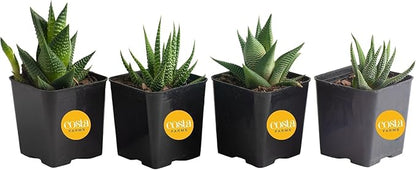 Costa Farms, Succulents, Fully Rooted, Live Indoor Plant, 2.5-Inch Haworthia, in Grower's Pot, 4-Pack