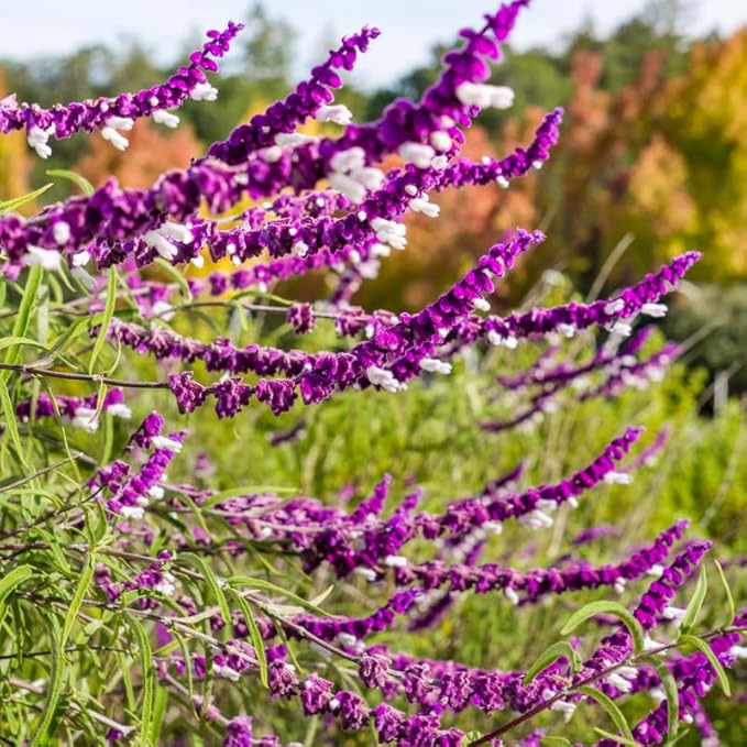 2 Vibrant Sage Salvia Live Plants, Fragrant Perennial Sage Plants Live for Spring Planting, Summer Planting, 5 to 10 Inches in Tall, (Mexican)