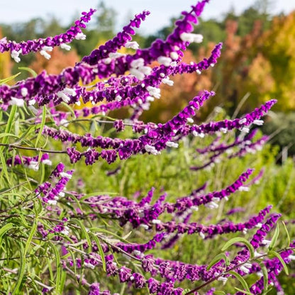 2 Vibrant Sage Salvia Live Plants, Fragrant Perennial Sage Plants Live for Spring Planting, Summer Planting, 5 to 10 Inches in Tall, (Mexican)