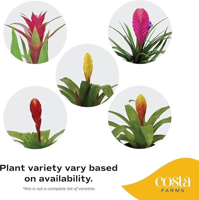 Costa Farms Bromeliad, Flowering Live Indoor Plant in Modern Flower Pot, Houseplant with Flowers in Potting Soil, Grower's Choice, New House Gift, Home or Room Decor, 20-Inches Tall