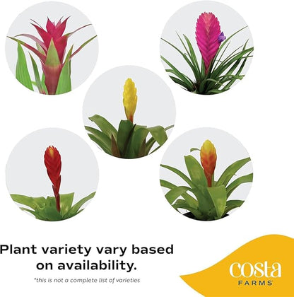 Costa Farms Bromeliad Live Plants (Pack of 2) - Blooming Flowers, 20-Inches Tall | Live Indoor Houseplants in Flower Pots | Assorted Colors | Housewarming Gift, Home, Office, Room Decor