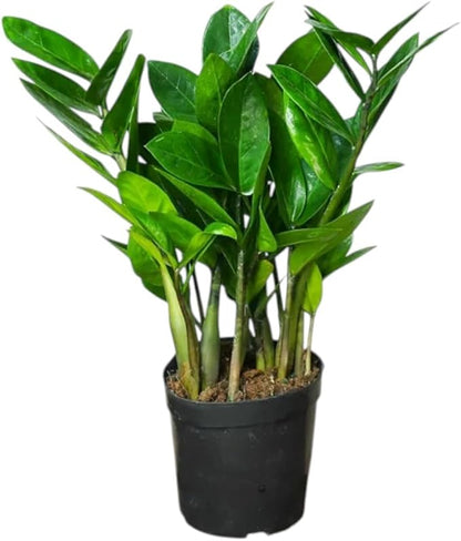 ZZ Plant 3/4/6/8" - Zamioculcas Zamiifolia Raven Plant- Indoor Easy Care House Plant - Live Plant (5" Pot – 10–12" Tall)