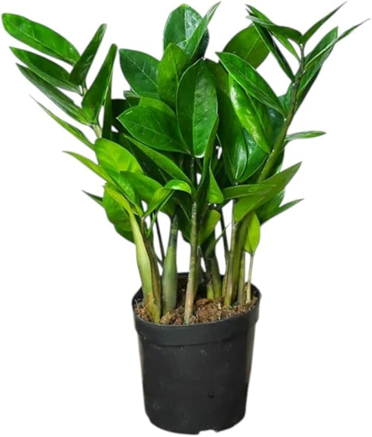 ZZ Plant 3/4/6/8" - Zamioculcas Zamiifolia Raven Plant- Indoor Easy Care House Plant - Live Plant (5" Pot – 10–12" Tall)