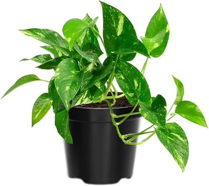 Live Pothos Plant, Pothos Live Plant from 5 to 7 Inc Tall, Houseplant Plant Gardening, 4 Inc Pot (Golden)