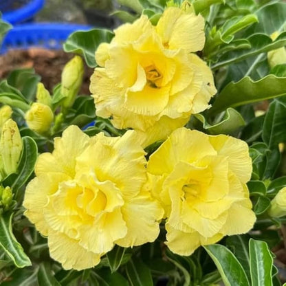 Mixed Desert Rose Plant Live, 4-7" Tall, Adenium Obesum Well-Rooted Succulent for Indoor Outdoor Displays