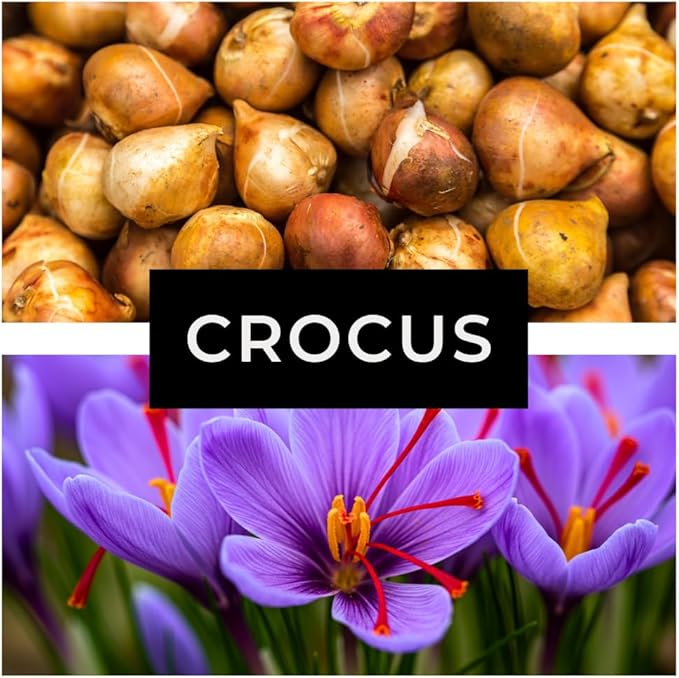 50 Saffron Crocus Bulbs for Planting - Crocus Sativus Bulbs
