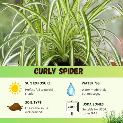 Curly Spider Plant Live in 4 Inch Pot, Air Purifying Houseplant, Tropical Plants for Home Office Decor, 4-7 Inch Tall, Variegated Curly Spider