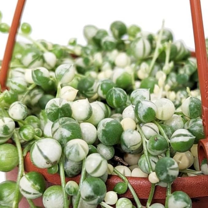 String of Pearls Plant Live Succulent 4 Inch Pot, Variegated String of Pearls Hanging Plant for Home Office Decor, Rare Succulent Trailing Vine, 4-7 Inch Tall