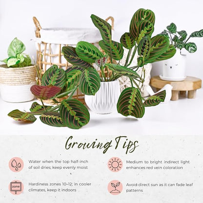 Red Prayer Plant in 4 Inches Pot, Red Maranta Starter Plant, Easy Care, Houseplant for Office, Living Room Decoration