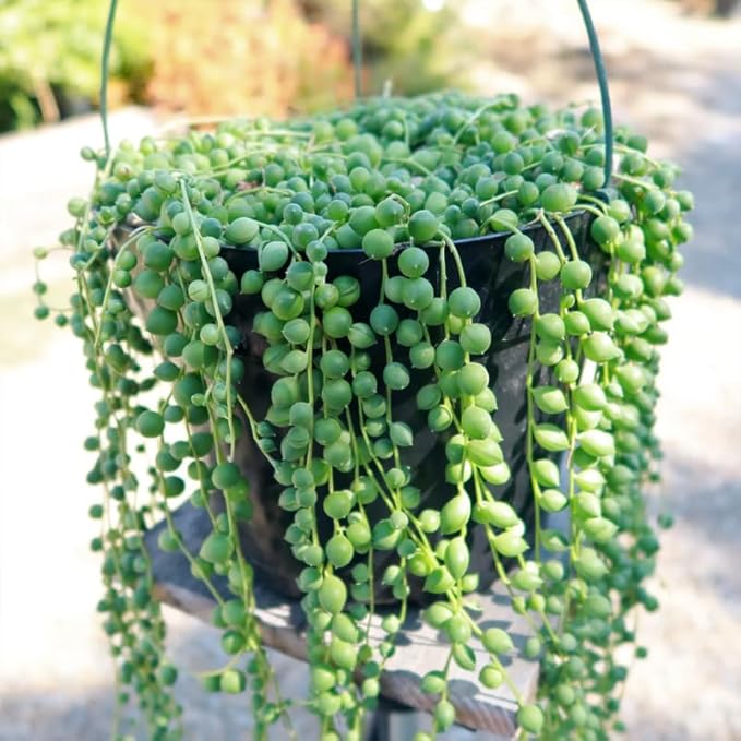 String of Pearls Live Plant, in Pot, Trailing Succulent Plant, Hanging Vine Live Indoor Houseplant