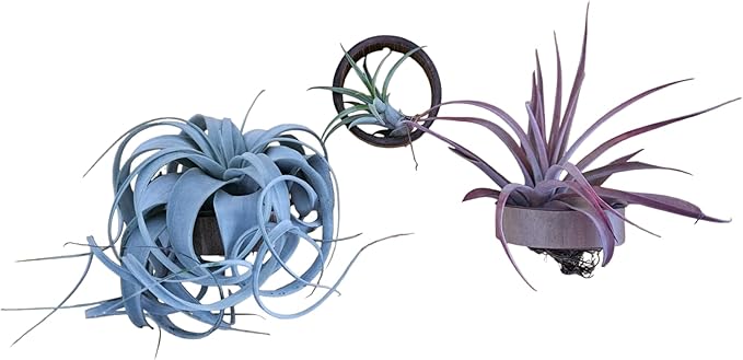 3 Piece Bamboo Air Plant Rings - Hang or Wall Mount. All Natural Unique Air Plant Holder - Small to Xtra Lrg Plants. (3 Rings / 1 Xerographia / 1 Capitata Peach / 1 Brachycaulos)