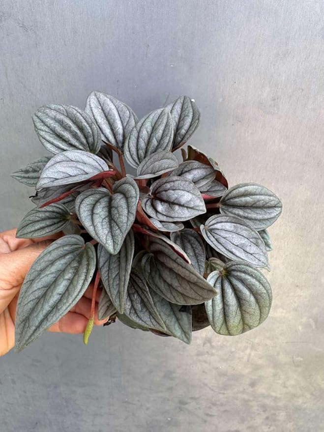 PLANTVERS Peperomia ‘Napoli Nights’ in 4" Grow Pot – Compact Live Indoor Houseplant with Silver-Green Foliage – Easy Care & Low Maintenance Houseplant – Air Purifying Plant