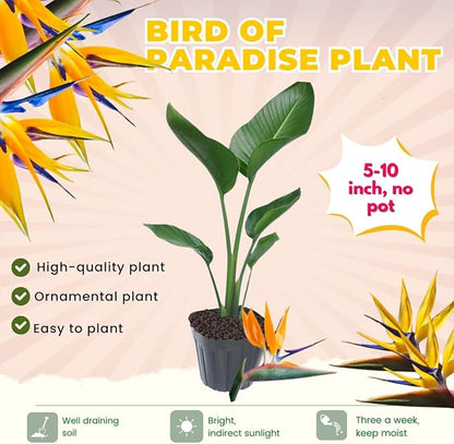 Bird of Paradise Plant Live Houseplant, 5 to 10 Inches Tall, Tropical Strelitzia Reginae Bird of Paradise Bush Live Plant (Yellow Bird of Paradise)