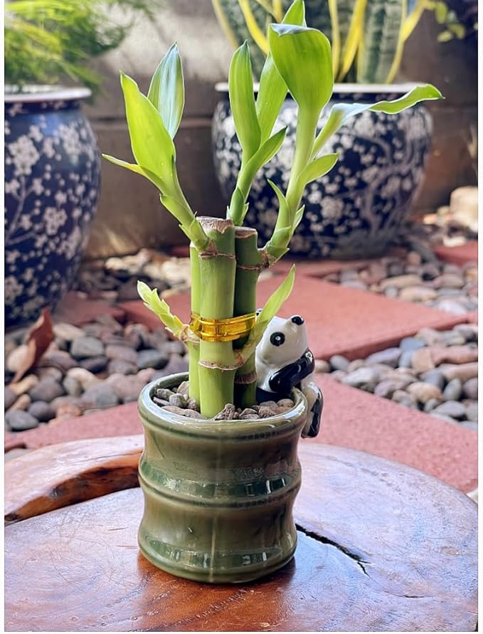 Coop & Harp Small Lucky Bamboo Live Indoor Plant with Ceramic Vase, Live Indoor Lucky Bamboo for Home, Office and Gift (2PK Panda)
