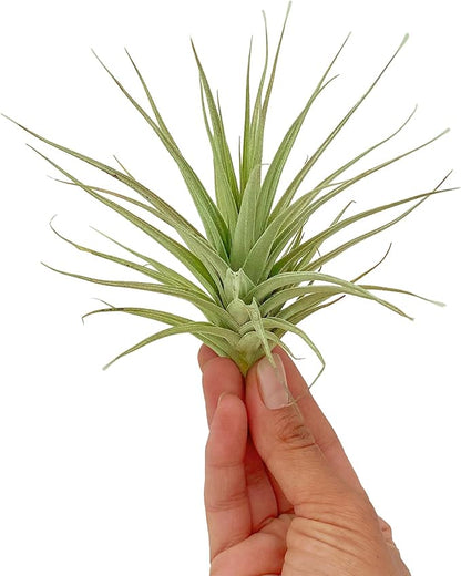 ragnaroc Air Plants - Flowering Tillandsia Lilla Lilac, Large 5" - 1ct - Live Arrival Gauranteed - House Plants for Home Decor & Gift
