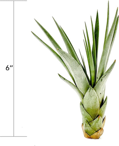 ragnaroc Air Plants - Tillandsia Fasciculata Tricolor, Large 4-6" - 2ct - Live Arrival Guaranteed - House Plants for Home Decor & Gift